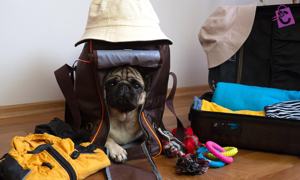 لوازم ضروری پت برای سفرهای طولانی